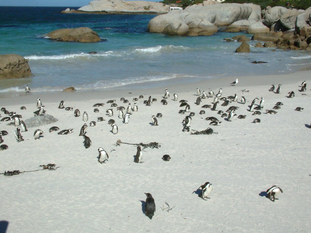 09-African pinguins at Boulders Beach.jpg - African pinguins at Boulders Beach
